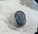 New Type Of Proetid Trilobite (ON EBAY) #4113-3
